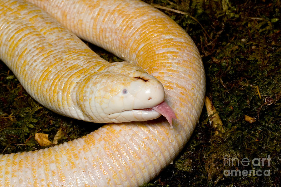Animal Photograph - White Worm Lizard Amphisbaena Alba #3 by Gregory G. Dimijian