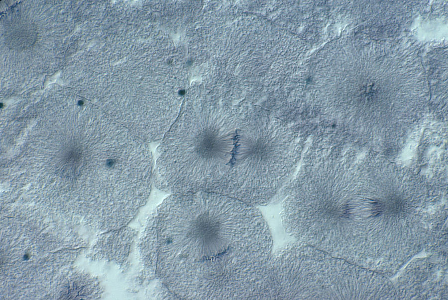 Whitefish Blastula Cells, Mitosis, Lm Photograph by Joseph ...