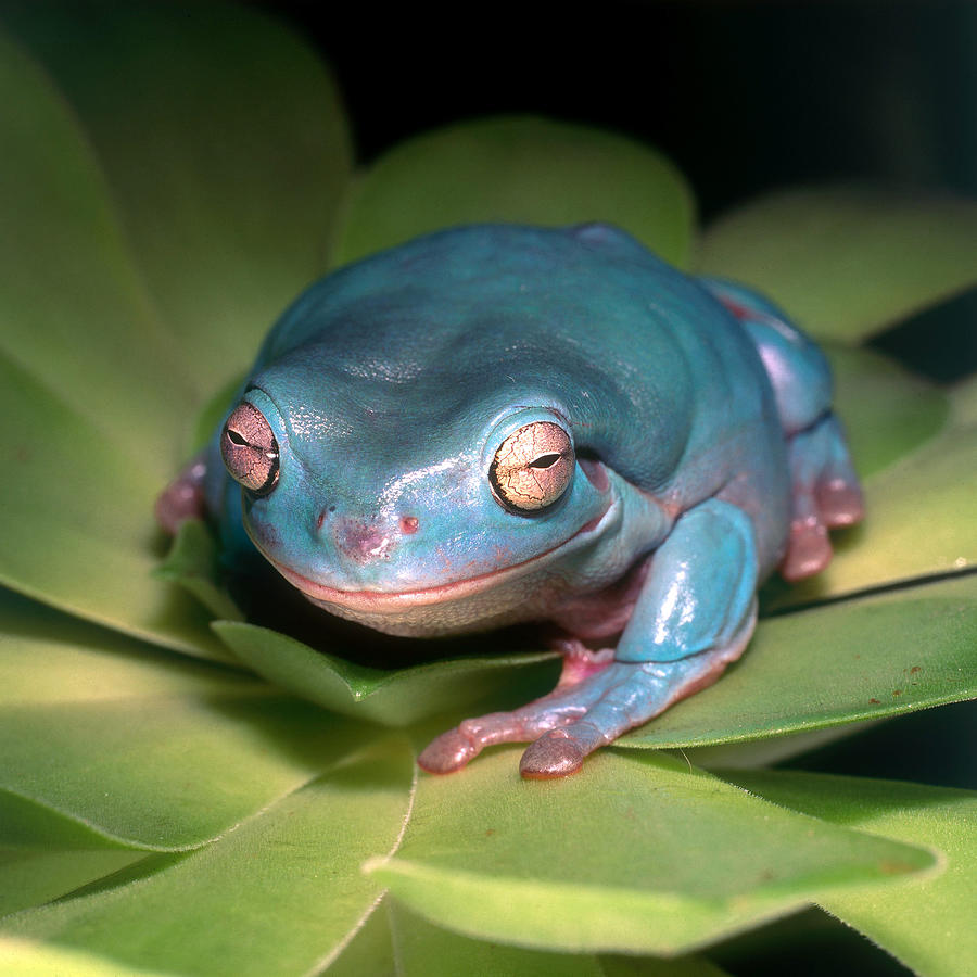 Whites Tree Frog #4 Photograph by Steve Cooper