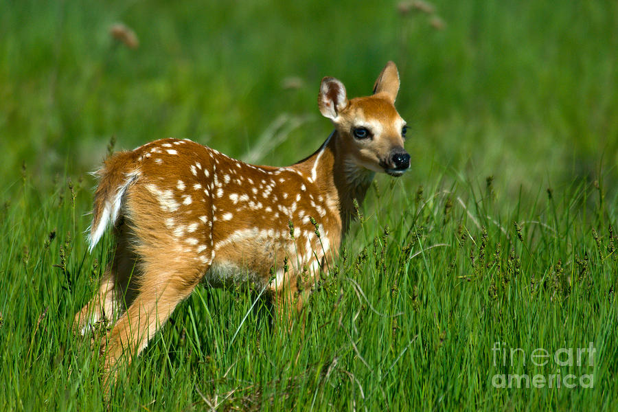 Whitetail Deer Fawn #3 Photograph by Mark Newman