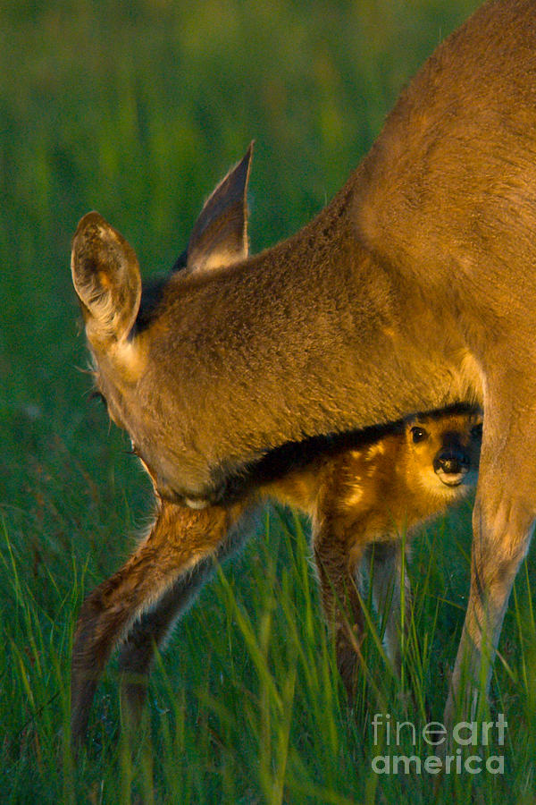 Whitetail Deer With Young #3 Photograph by Mark Newman