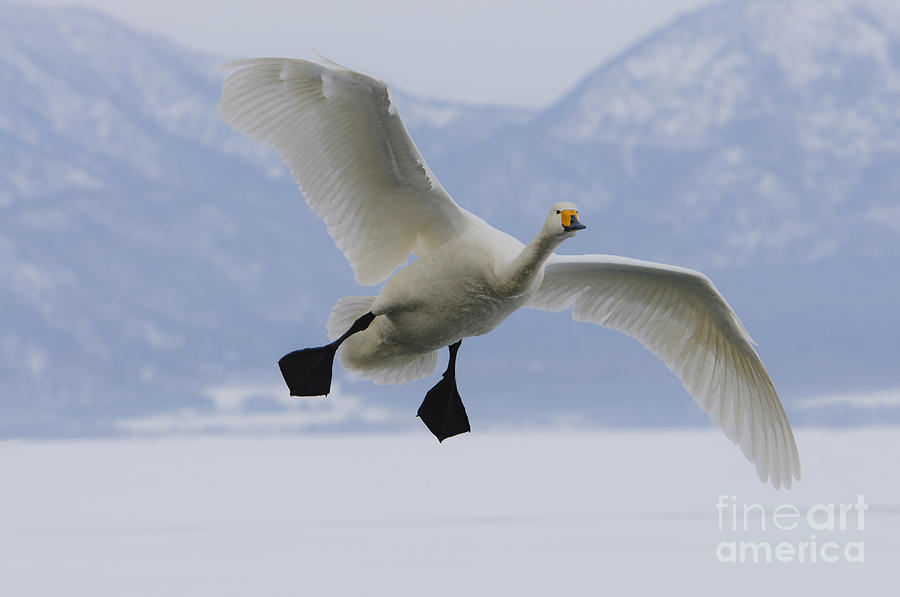 Swan Photograph - Whooper Swan #3 by John Shaw