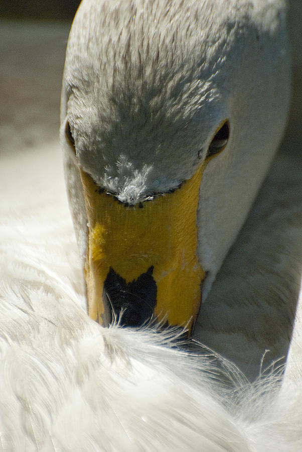 Whooper Swan #3 Photograph by Pat Exum