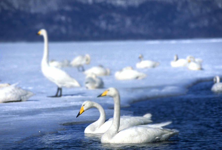 Whooper Swans #3 Photograph by Akira Uchiyama