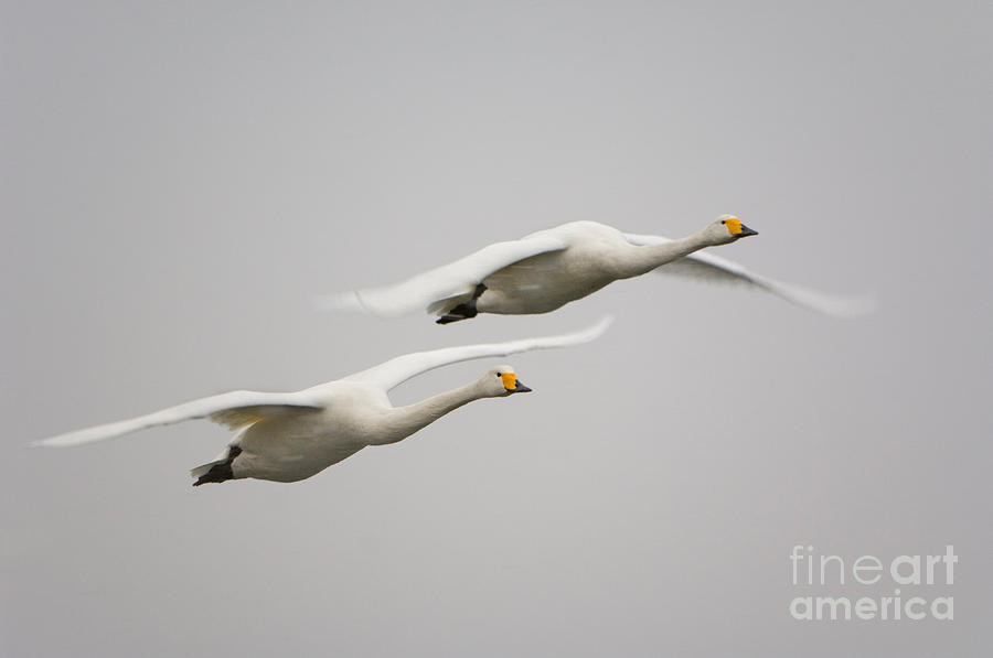 Whooper Swans #3 Photograph by John Shaw