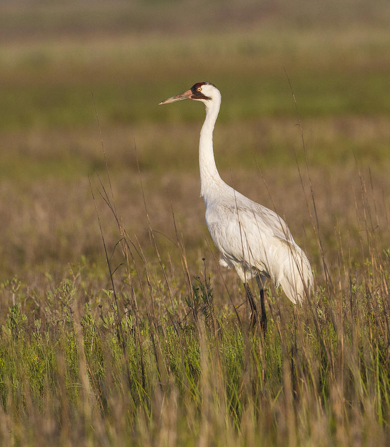 Nature Photograph - Whooping Crane #3 by Doug Lloyd