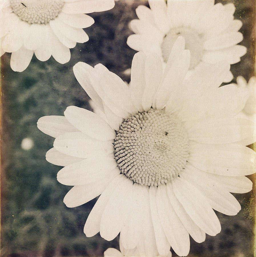 Daisy Photograph - Wild daisies #3 by Les Cunliffe