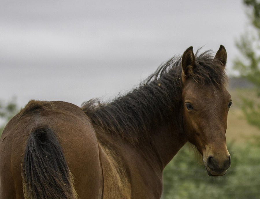 Wild Horse Colt Photograph by Meg Frederick - Pixels