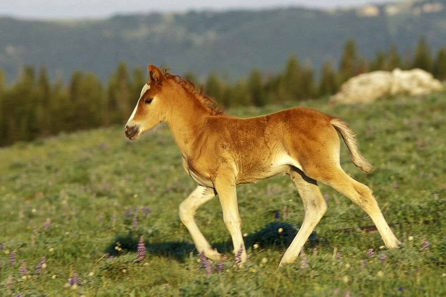 Wild Horse Colt Photograph by Thomas And Pat Leeson - Fine Art America