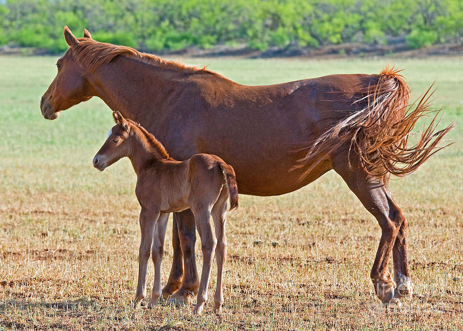 Nature Photograph - Wild Horse Mother And Foal #3 by Millard H. Sharp