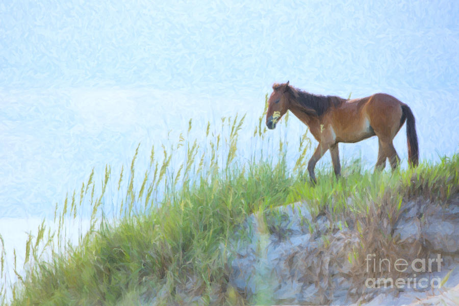 Wild Horse on the Outer Banks #1 Photograph by Diane Diederich