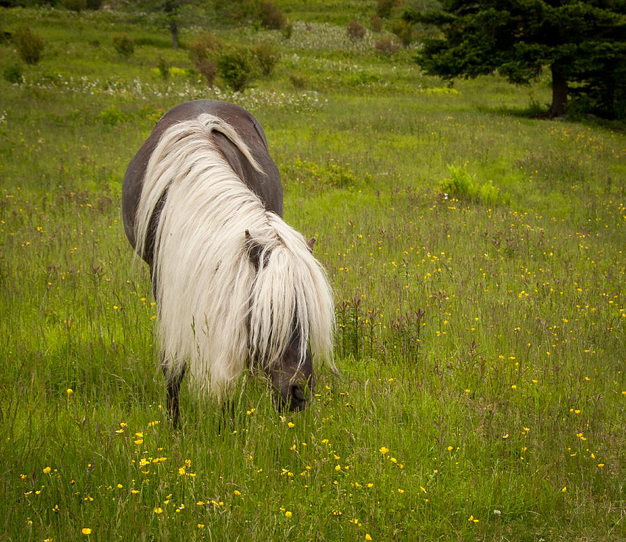 Wild Horses Photograph by Joye Ardyn Durham