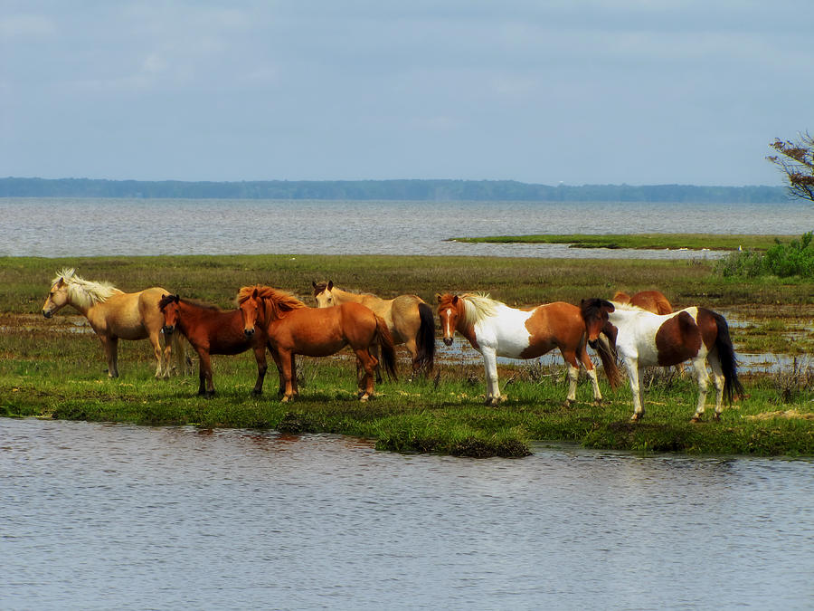 Wild Horses of Assateague Island #3 Photograph by Mountain Dreams