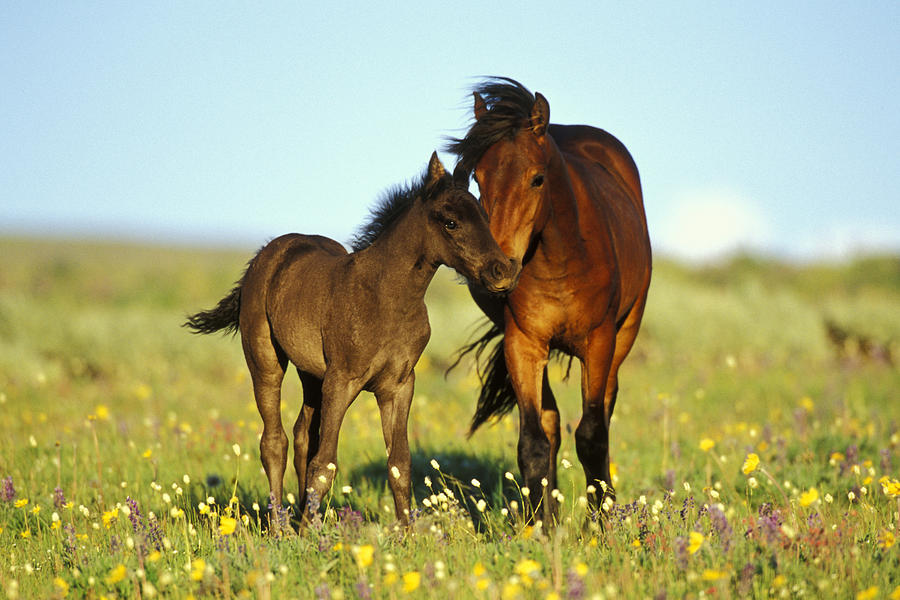 Wild Horses #3 Photograph by Thomas And Pat Leeson