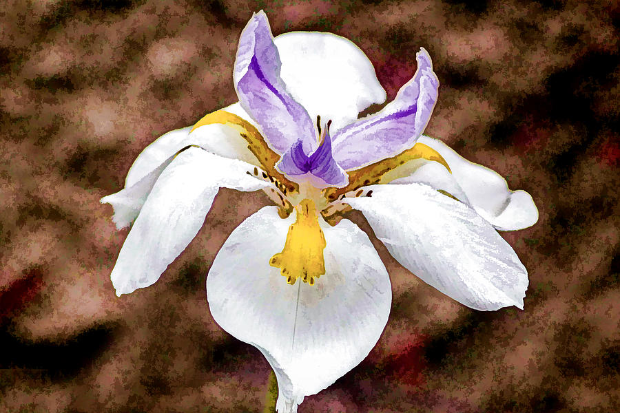 Wild Iris #3 Digital Art by Photographic Art by Russel Ray Photos