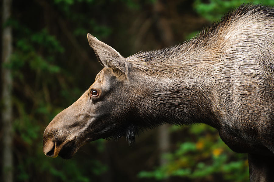 Wild Moose Photograph