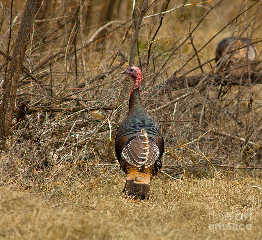Wild Turkey #3 Photograph by Robert Frederick