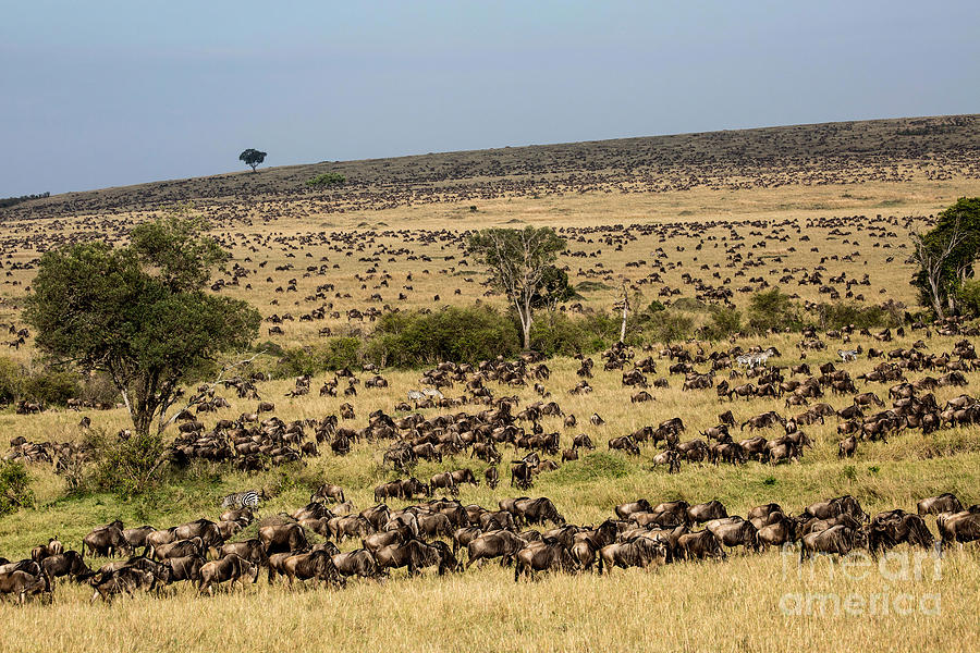 Wildebeest Migration, Masaai Mara, Kenya #3 Photograph by Greg Dimijian