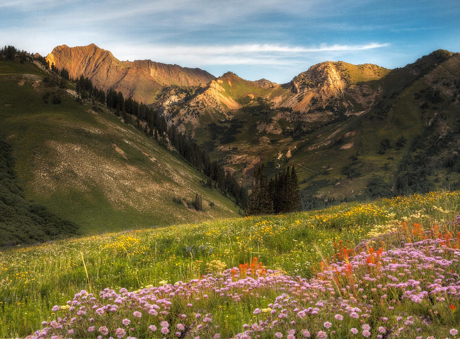 Wildflowers in Albion Basin #4 Photograph by Douglas Pulsipher