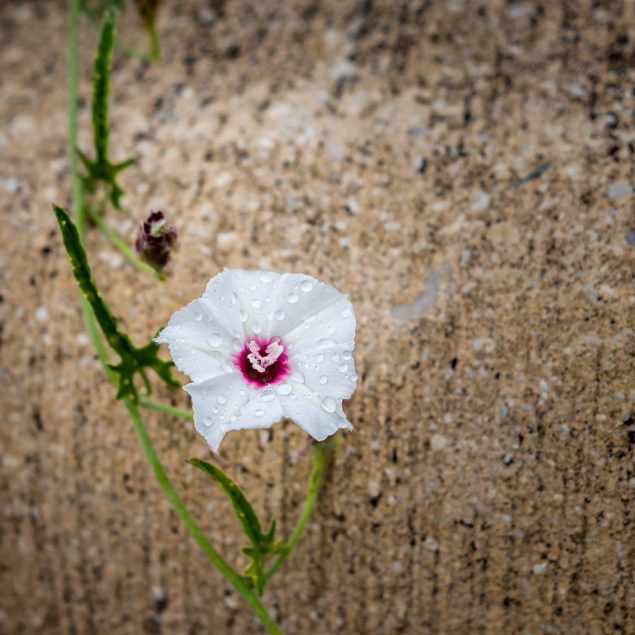 Delicate Hanging White Wildflower Photograph by Melinda Ledsome