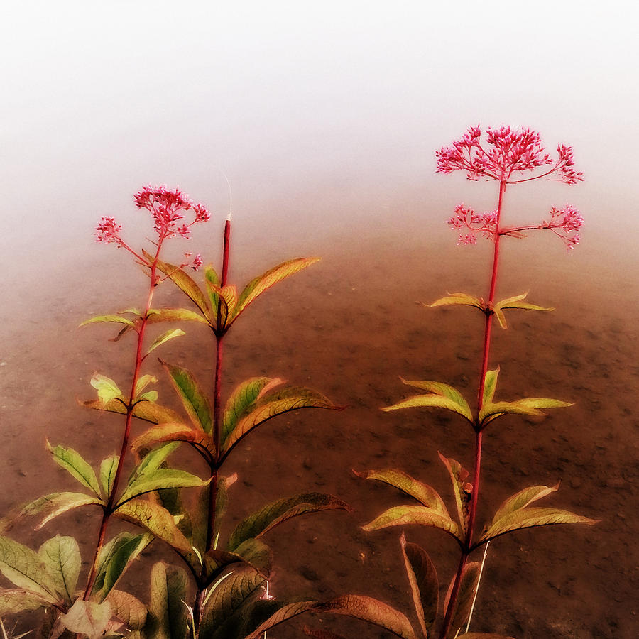 Flower Photograph - Wildflowers on Spruce Knob Lake #3 by Patricia Januszkiewicz