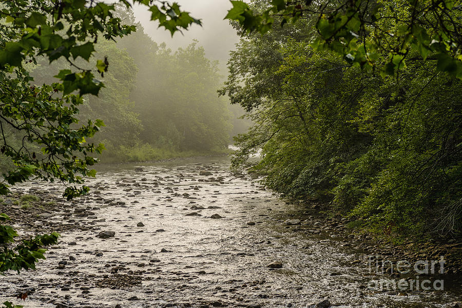 Williams River Summer Mist Photograph