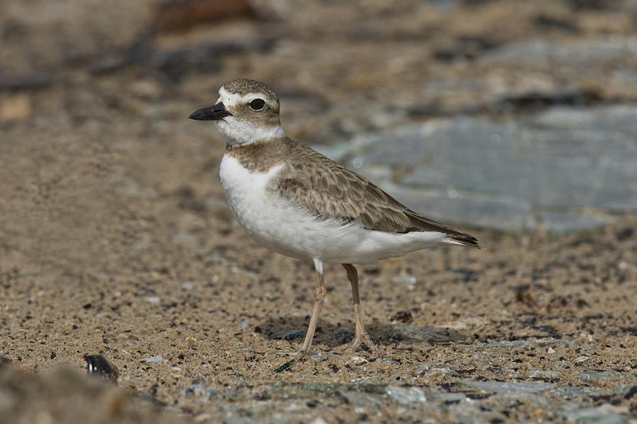 Wilsons Plover #3 Photograph by Anthony Mercieca