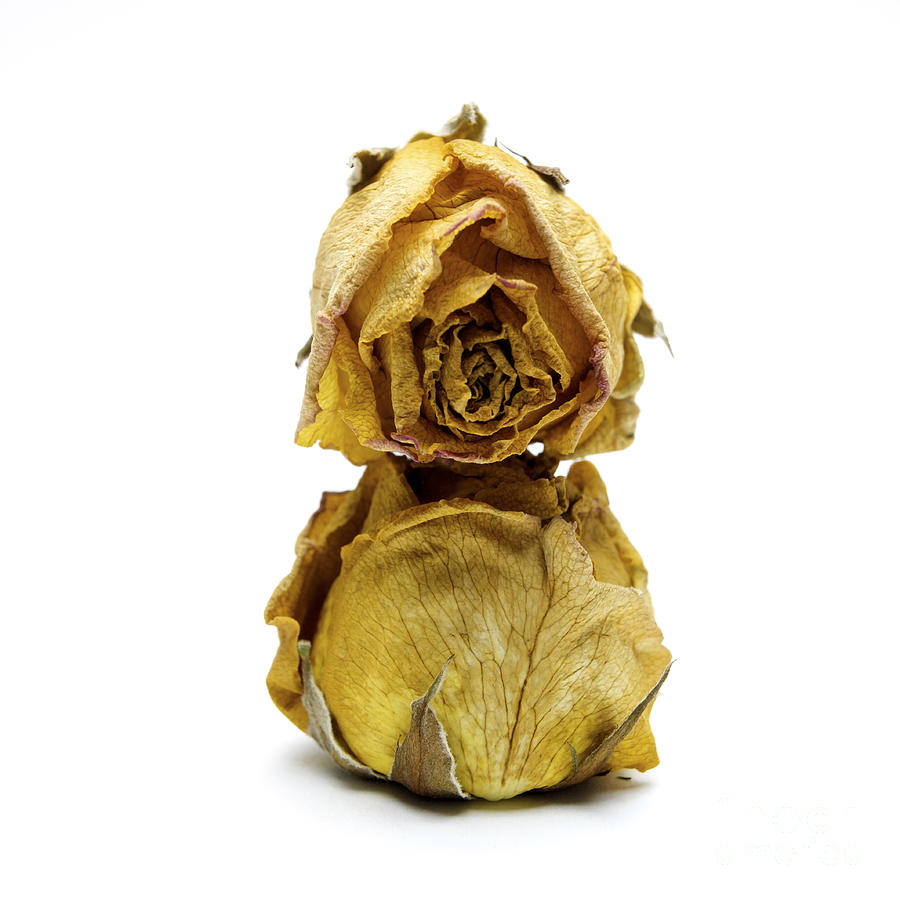 Still Life Photograph - Wilted rose #3 by Bernard Jaubert