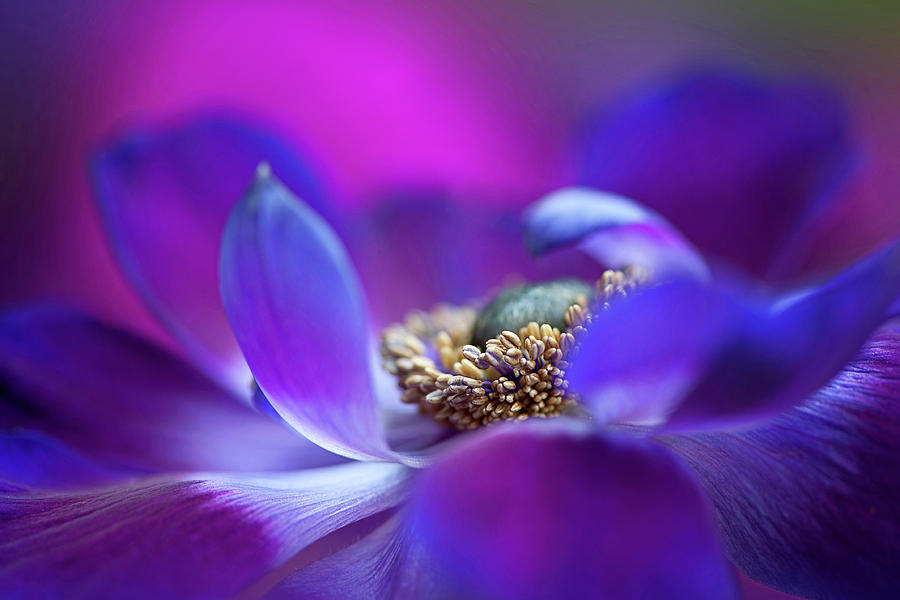 Flower Photograph - Windflower #3 by Jacky Parker