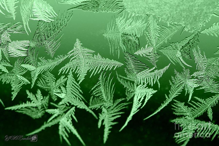 Nature Photograph - Window Frost #3 by J McCombie