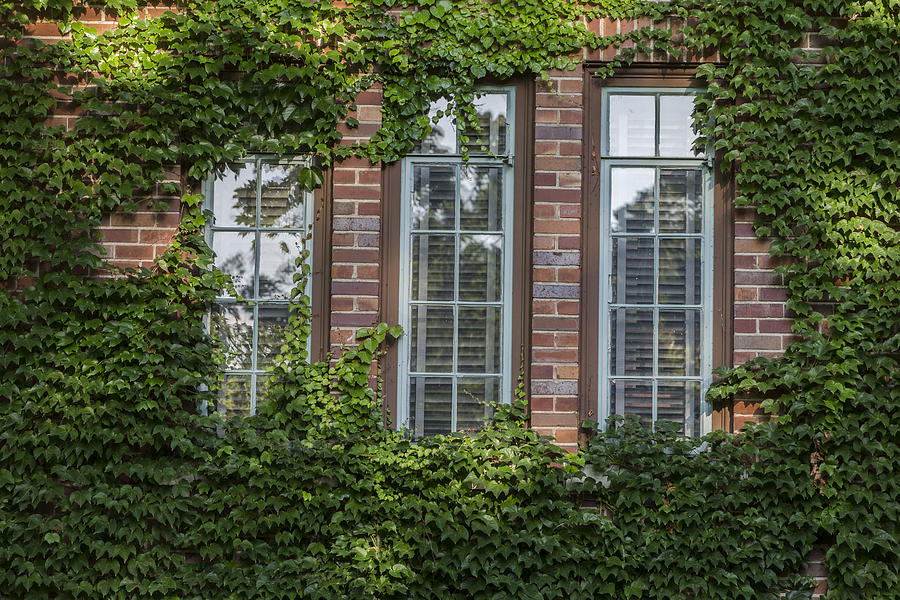 Michigan State University Photograph - 3 windows and Ivy by John McGraw