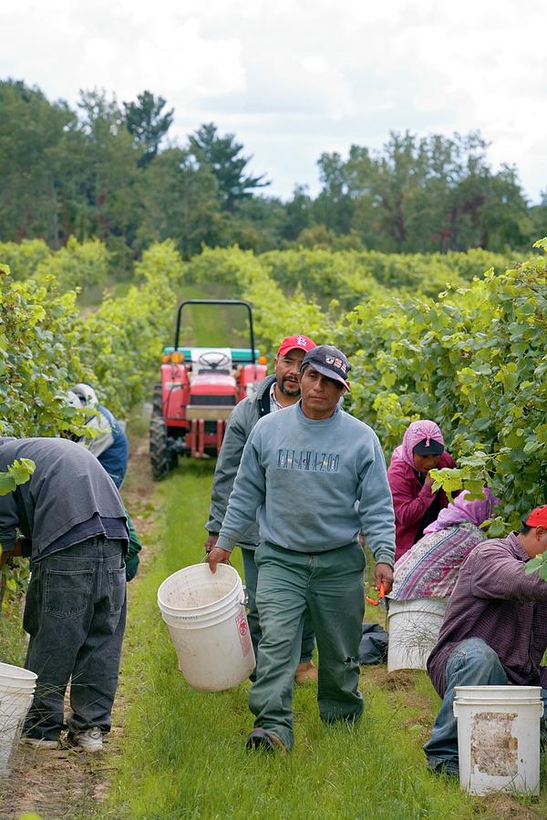 Wine Photograph - Wine Grape Harvest #3 by Jim West