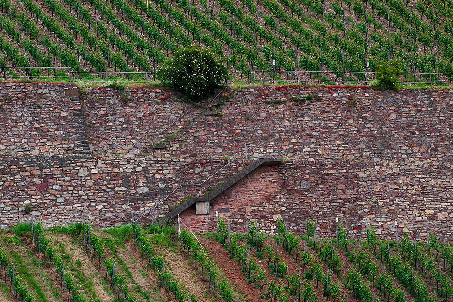 Wine of Rhine #5 Photograph by Jouko Lehto