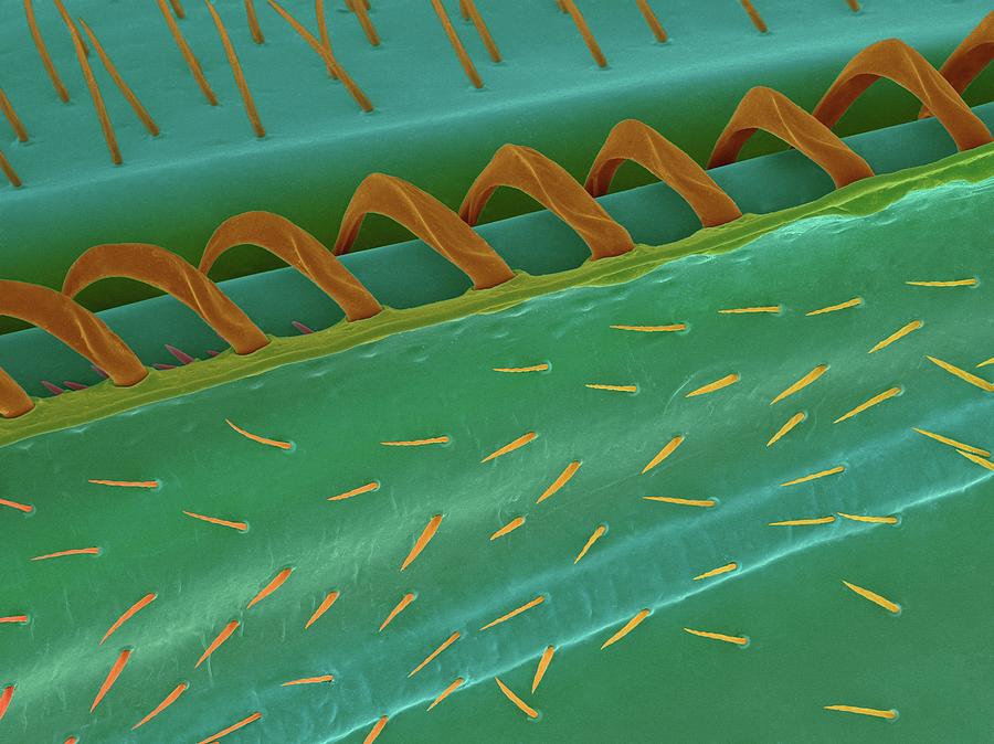 Wing Hooks #3 Photograph by Dennis Kunkel Microscopy/science Photo Library
