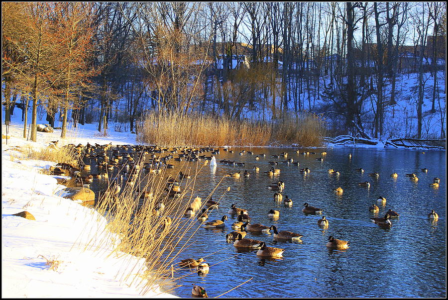 Winter By The Lake #2 Photograph by Dora Sofia Caputo