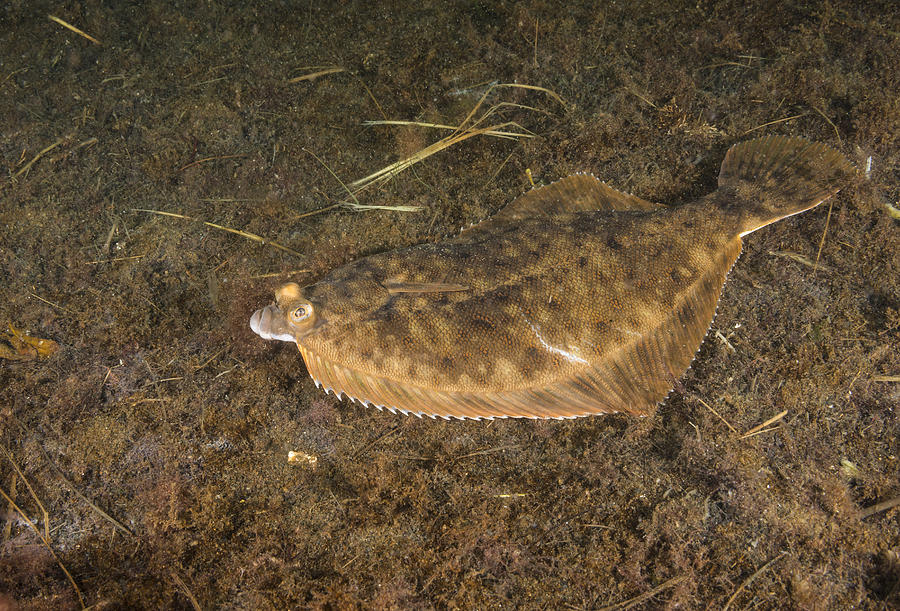 Winter Flounder #3 Photograph by Andrew J. Martinez