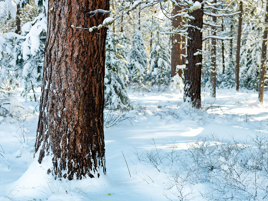Winter Forest Photograph by Alexander Fedin