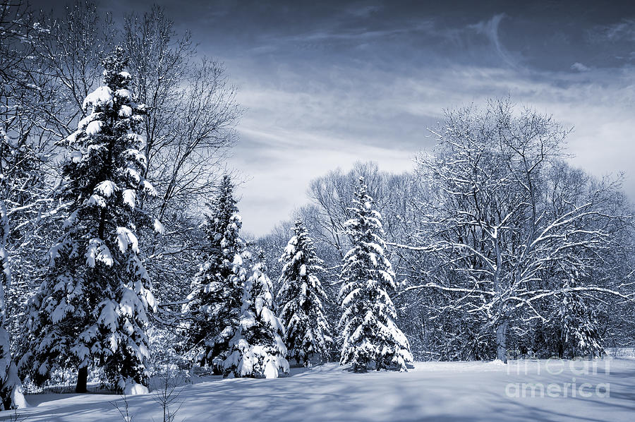 Winter forest 1 Photograph by Elena Elisseeva
