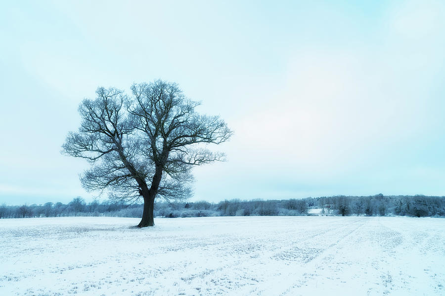 Winter #3 Photograph by Jeremy Walker