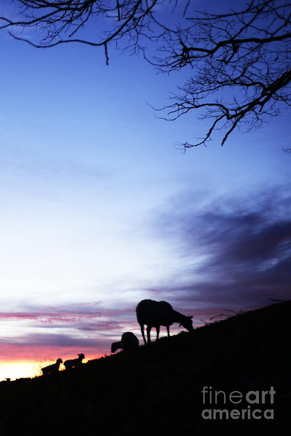 Winter Photograph - Winter Lambs and Ewes Sunrise #3 by Thomas R Fletcher