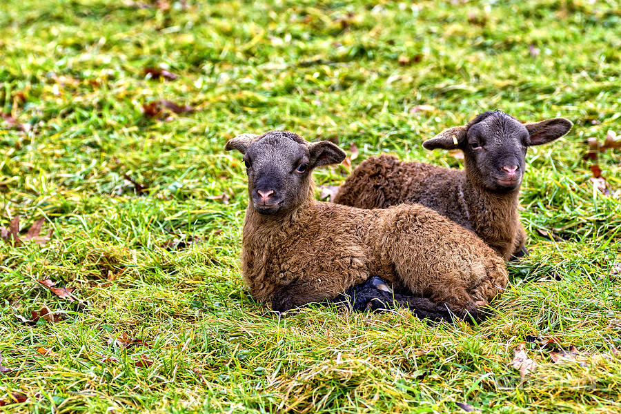Winter Lambs #3 Photograph by Thomas R Fletcher