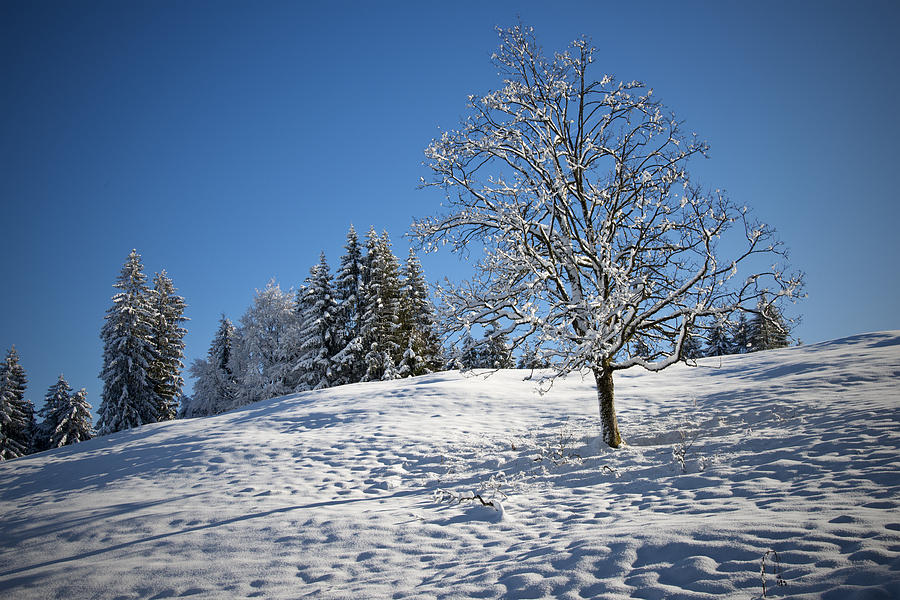 Winter Landscape #3 Photograph by Chevy Fleet