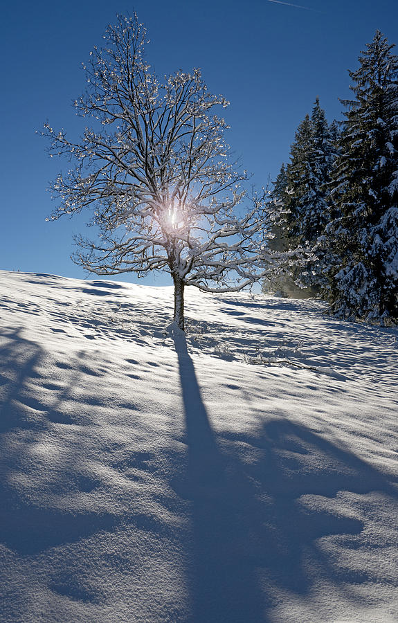 Winter Sun Photograph