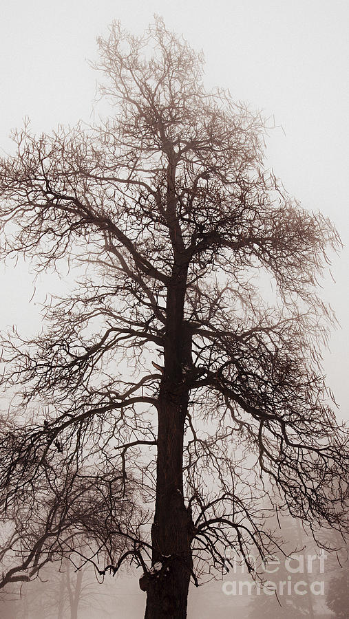Tall winter tree in fog Photograph by Elena Elisseeva