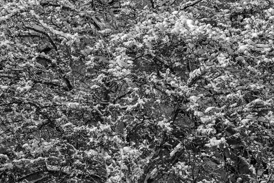 Winter Trees And Snow Photograph