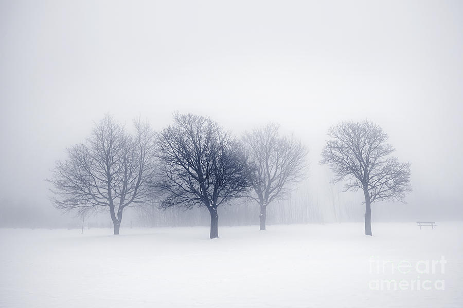 Tree Photograph - Winter trees in fog 7 by Elena Elisseeva