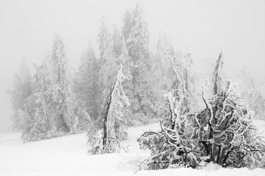 Winter trees #2 Photograph by Inge Riis McDonald