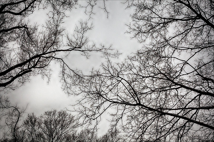 Winter Trees Photograph