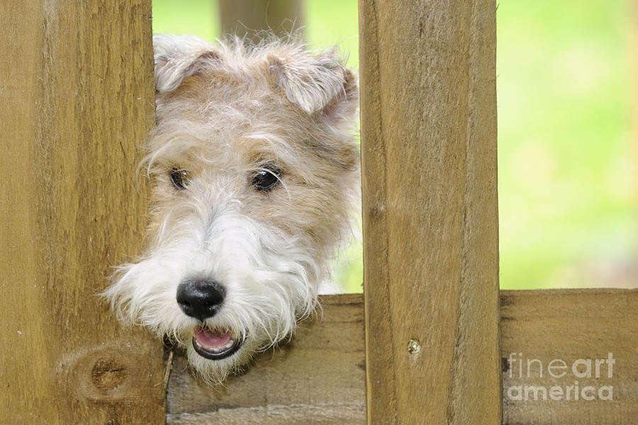 Dog Photograph - Wire Fox Terrier #3 by John Daniels