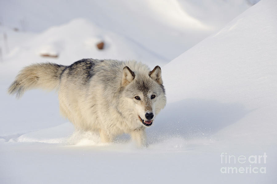 Wolf In Winter #3 Photograph by John Shaw